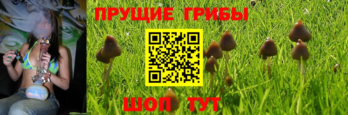 Галлюциногенные грибы Psilocybine cubensis Назрань